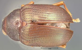 Media type: image; Entomology 9798   Aspect: habitus dorsal view
